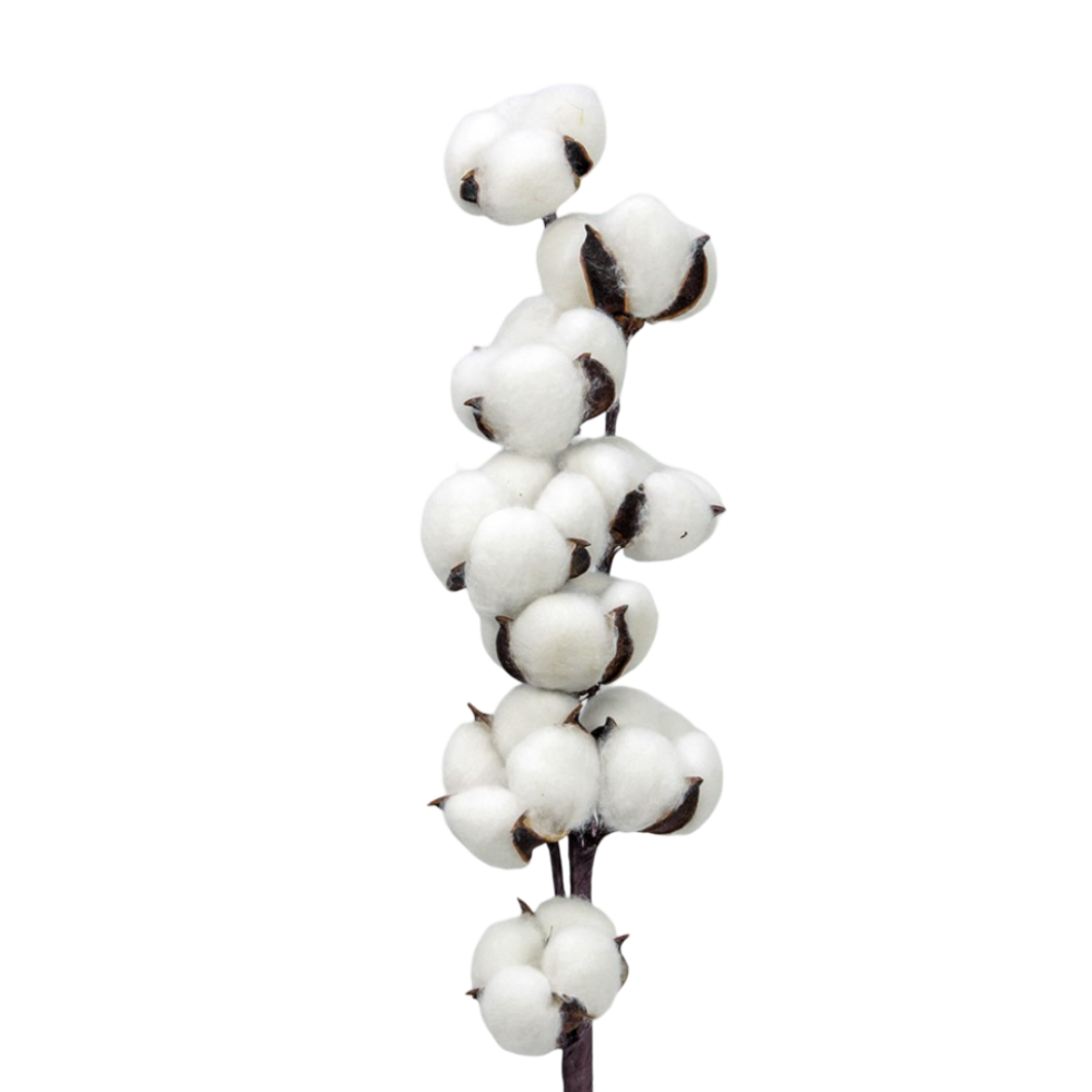 картинка Сухоцвет "Хлопок" 65см Белый 1/1 1/240 от магазина ФИЕСТАГИФТ